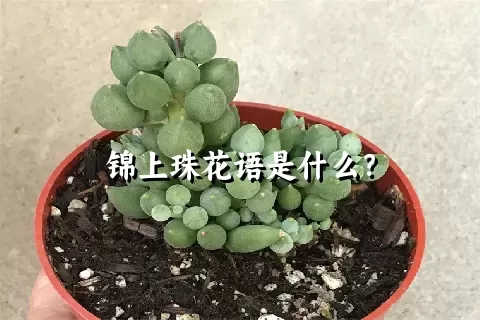 锦上珠花语是什么？