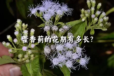 藿香蓟的花期有多长？