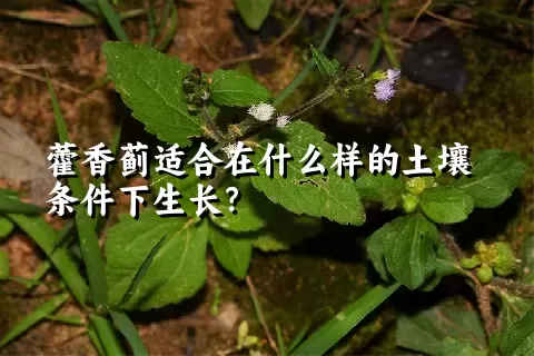 藿香蓟适合在什么样的土壤条件下生长？