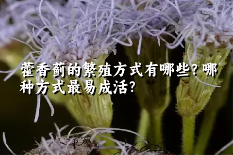 藿香蓟的繁殖方式有哪些？哪种方式最易成活？