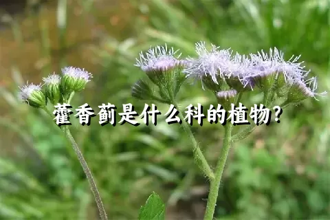 藿香蓟是什么科的植物？