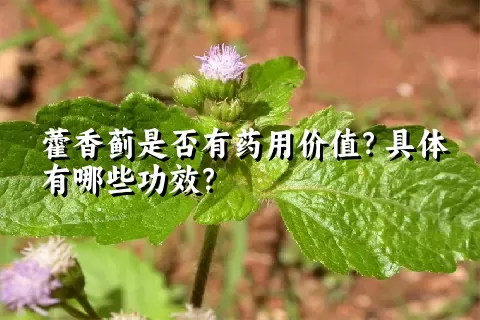 藿香蓟是否有药用价值？具体有哪些功效？