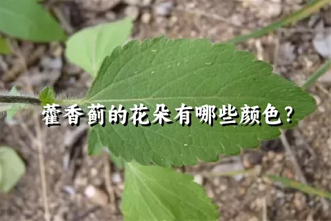 藿香蓟的花朵有哪些颜色？