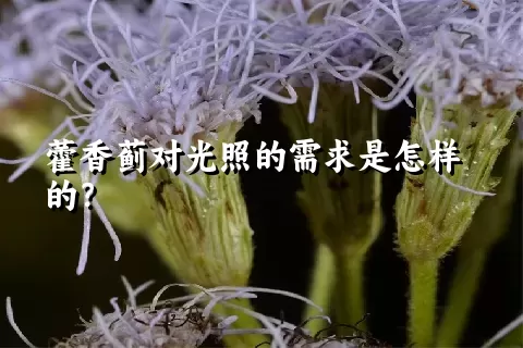 藿香蓟对光照的需求是怎样的？