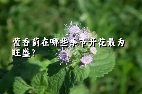 藿香蓟在哪些季节开花最为旺盛？