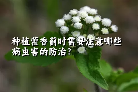 种植藿香蓟时需要注意哪些病虫害的防治？