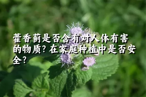 藿香蓟是否含有对人体有害的物质？在家庭种植中是否安全？