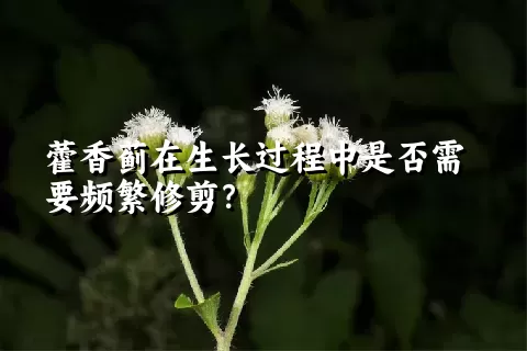 藿香蓟在生长过程中是否需要频繁修剪？