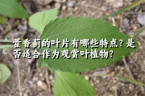 藿香蓟的叶片有哪些特点？是否适合作为观赏叶植物？