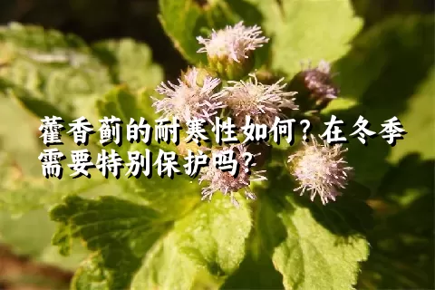 藿香蓟的耐寒性如何？在冬季需要特别保护吗？