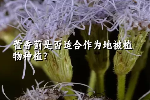 藿香蓟是否适合作为地被植物种植？