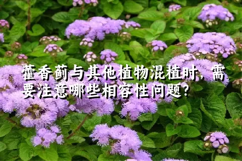 藿香蓟与其他植物混植时，需要注意哪些相容性问题？