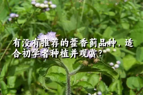 有没有推荐的藿香蓟品种，适合初学者种植并观赏？