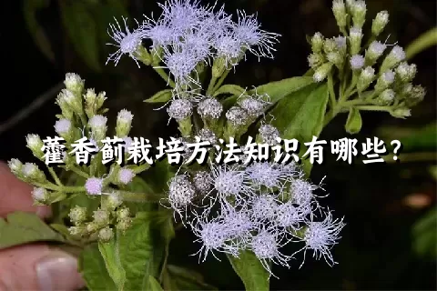 藿香蓟栽培方法知识有哪些？