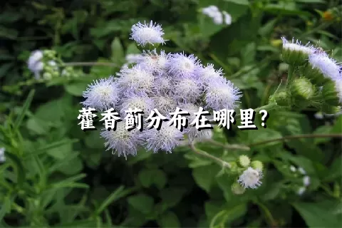 藿香蓟分布在哪里?