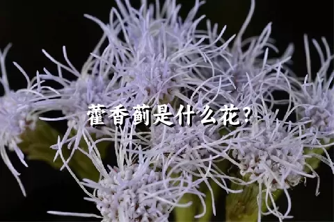 藿香蓟是什么花？