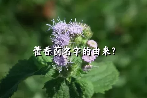 藿香蓟名字的由来？