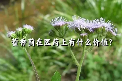 藿香蓟在医药上有什么价值？