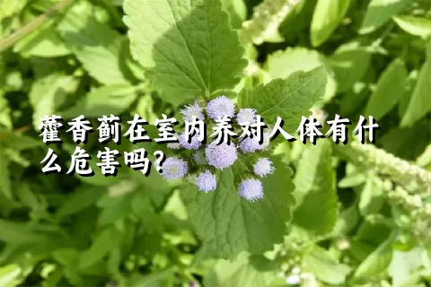 藿香蓟在室内养对人体有什么危害吗？