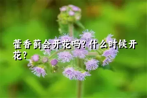 藿香蓟会开花吗？什么时候开花？