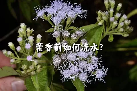 藿香蓟如何浇水？