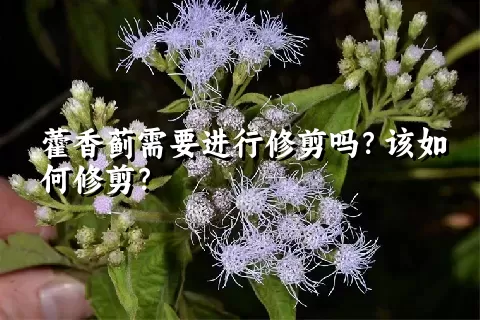 藿香蓟需要进行修剪吗？该如何修剪？