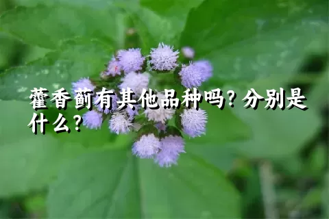 藿香蓟有其他品种吗？分别是什么？