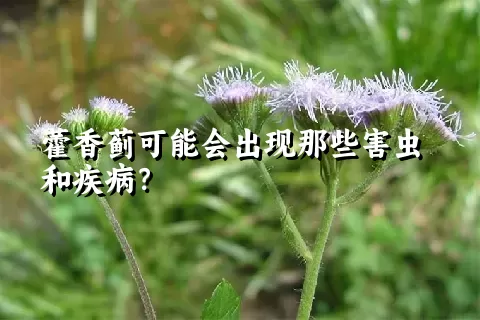 藿香蓟可能会出现那些害虫和疾病？