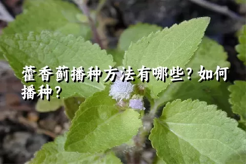 藿香蓟播种方法有哪些？如何播种？