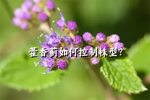 藿香蓟如何控制株型？