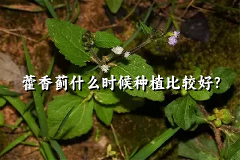 藿香蓟什么时候种植比较好？