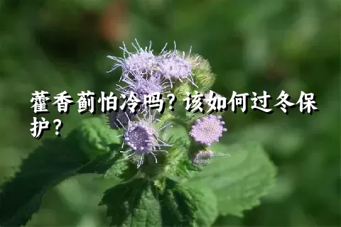 藿香蓟怕冷吗？该如何过冬保护？