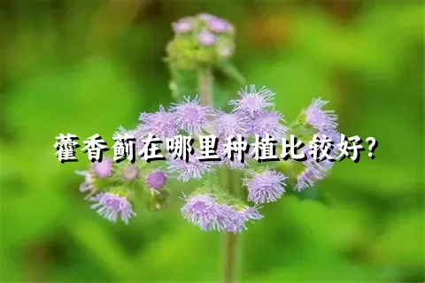 藿香蓟在哪里种植比较好？