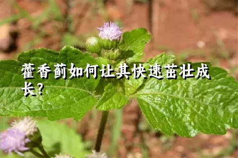 藿香蓟如何让其快速茁壮成长？