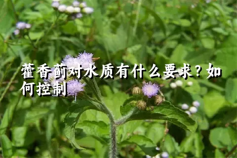 藿香蓟对水质有什么要求？如何控制