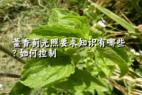 藿香蓟光照要求知识有哪些？如何控制