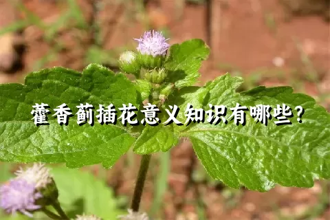 藿香蓟插花意义知识有哪些？