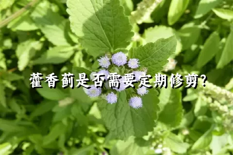 藿香蓟是否需要定期修剪？