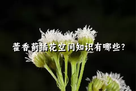 藿香蓟插花空间知识有哪些？