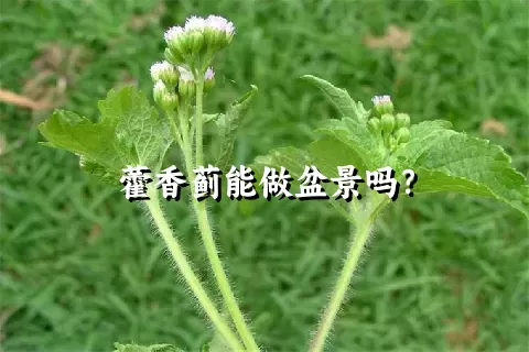 藿香蓟能做盆景吗？