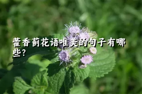 藿香蓟花语唯美的句子有哪些？