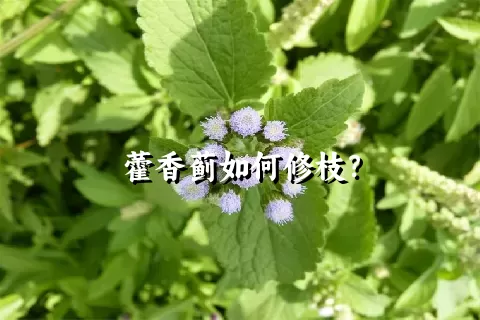 藿香蓟如何修枝？