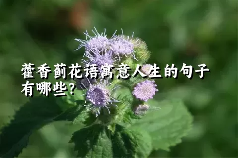 藿香蓟花语寓意人生的句子有哪些？