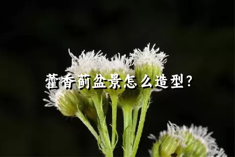 藿香蓟盆景怎么造型？