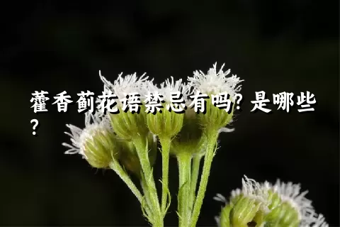 藿香蓟花语禁忌有吗？是哪些？