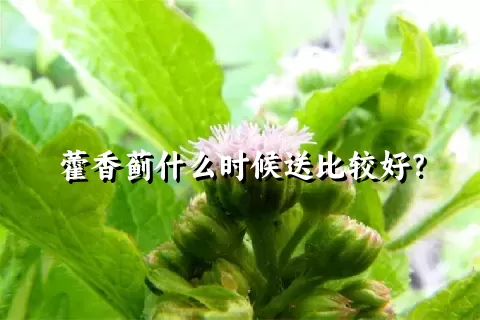 藿香蓟什么时候送比较好？