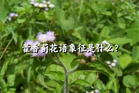 藿香蓟花语象征是什么？