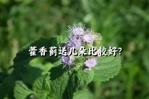 藿香蓟送几朵比较好？