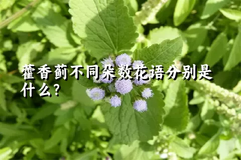 藿香蓟不同朵数花语分别是什么？