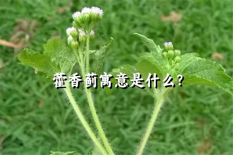 藿香蓟寓意是什么？